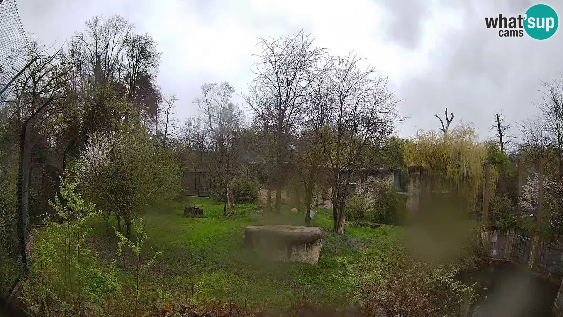 Zoo Zagreb – Lavovi