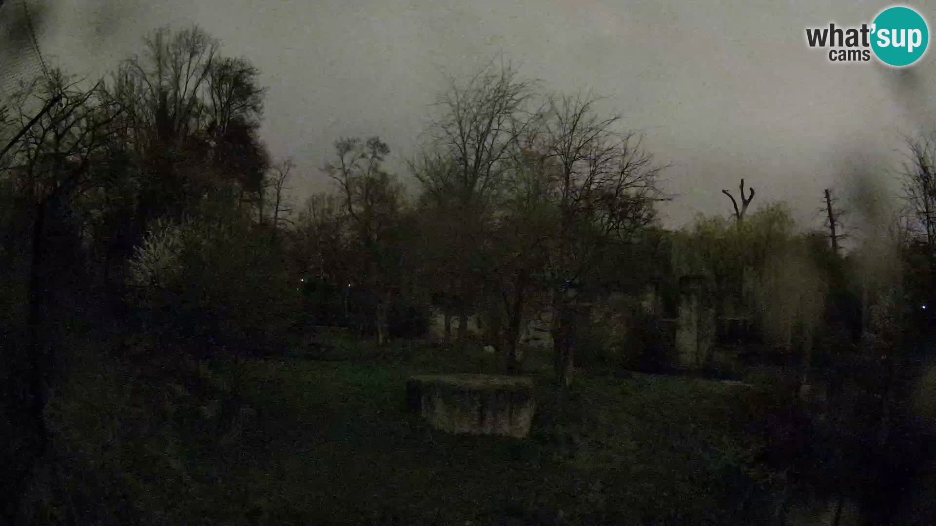 Spletna kamera Zoo Zagreb – Levi