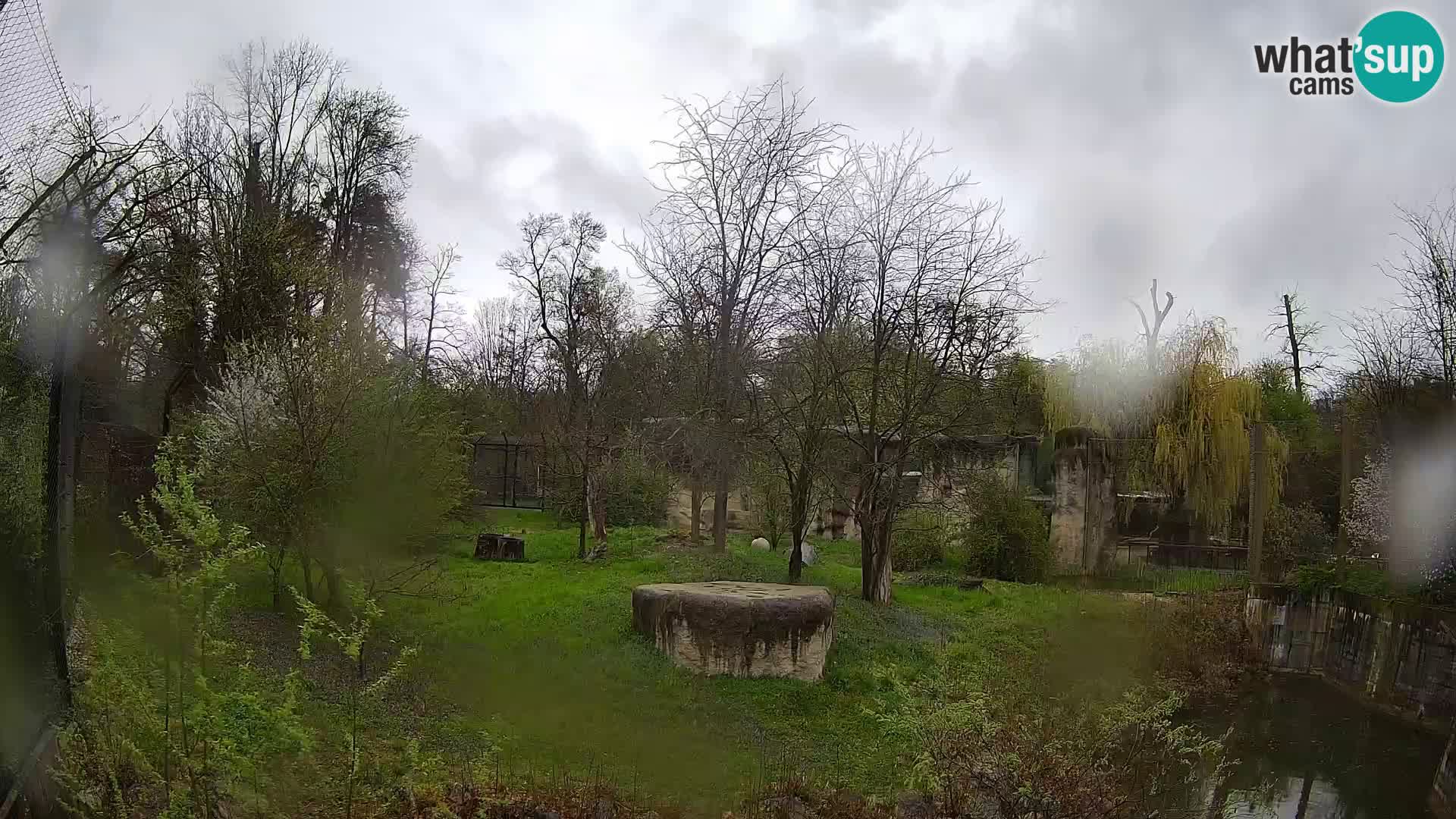 Spletna kamera Zoo Zagreb – Levi