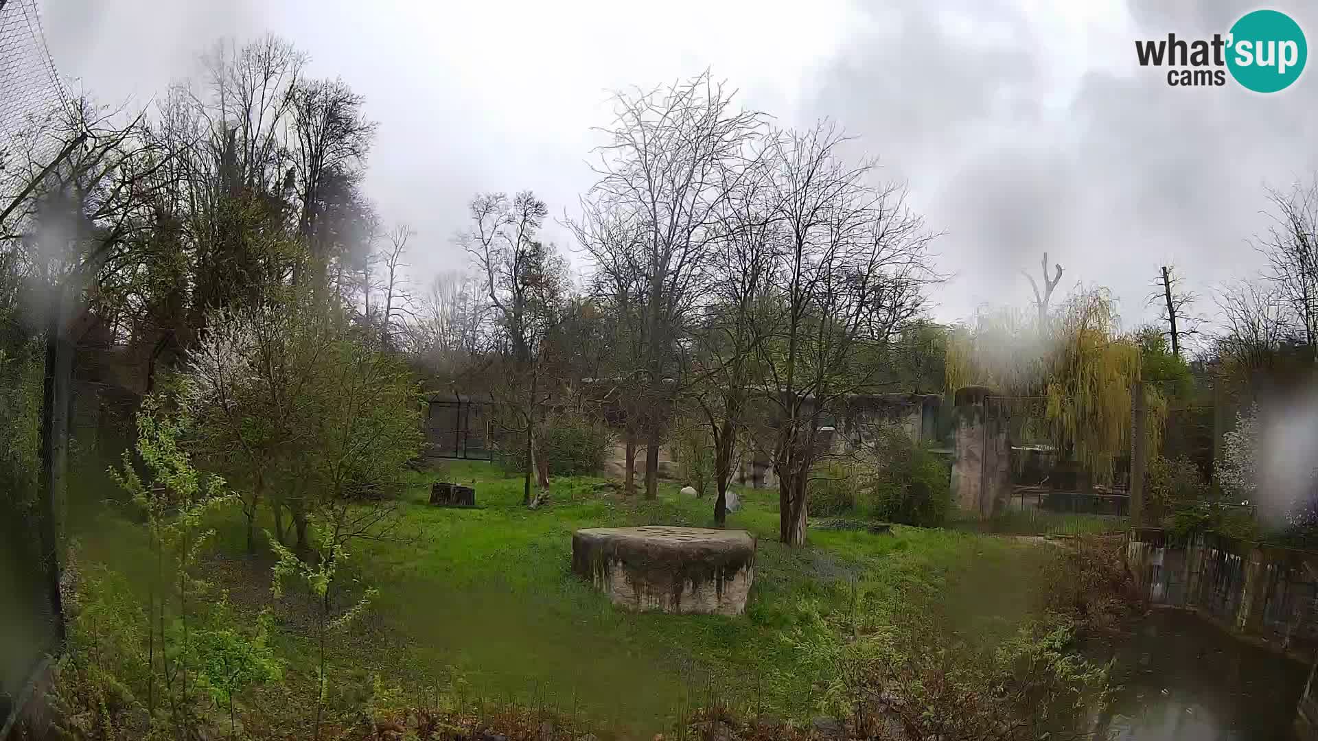 Zoo Zagreb – Löwen