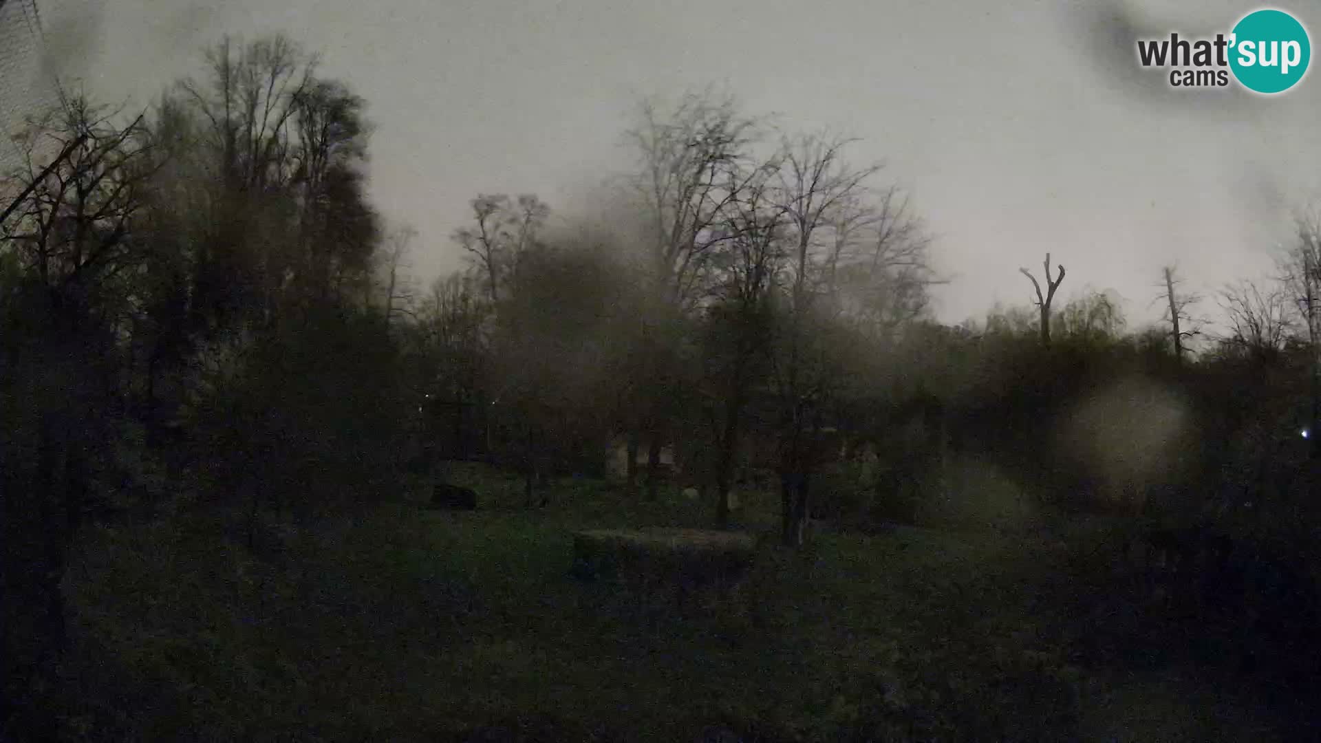 Spletna kamera Zoo Zagreb – Levi