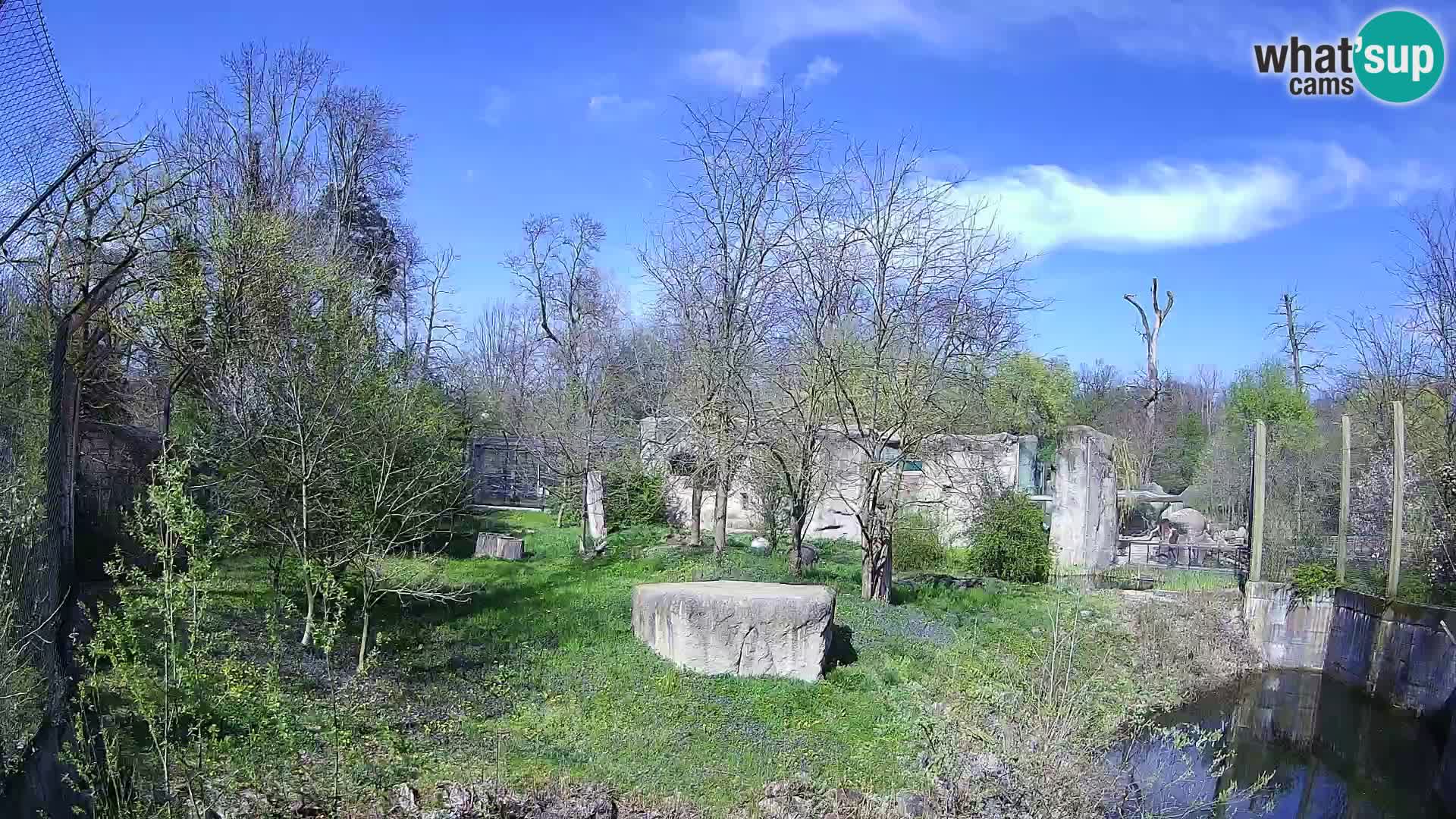 Spletna kamera Zoo Zagreb – Levi