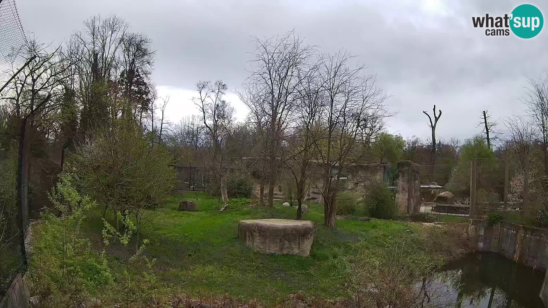 Spletna kamera Zoo Zagreb – Levi