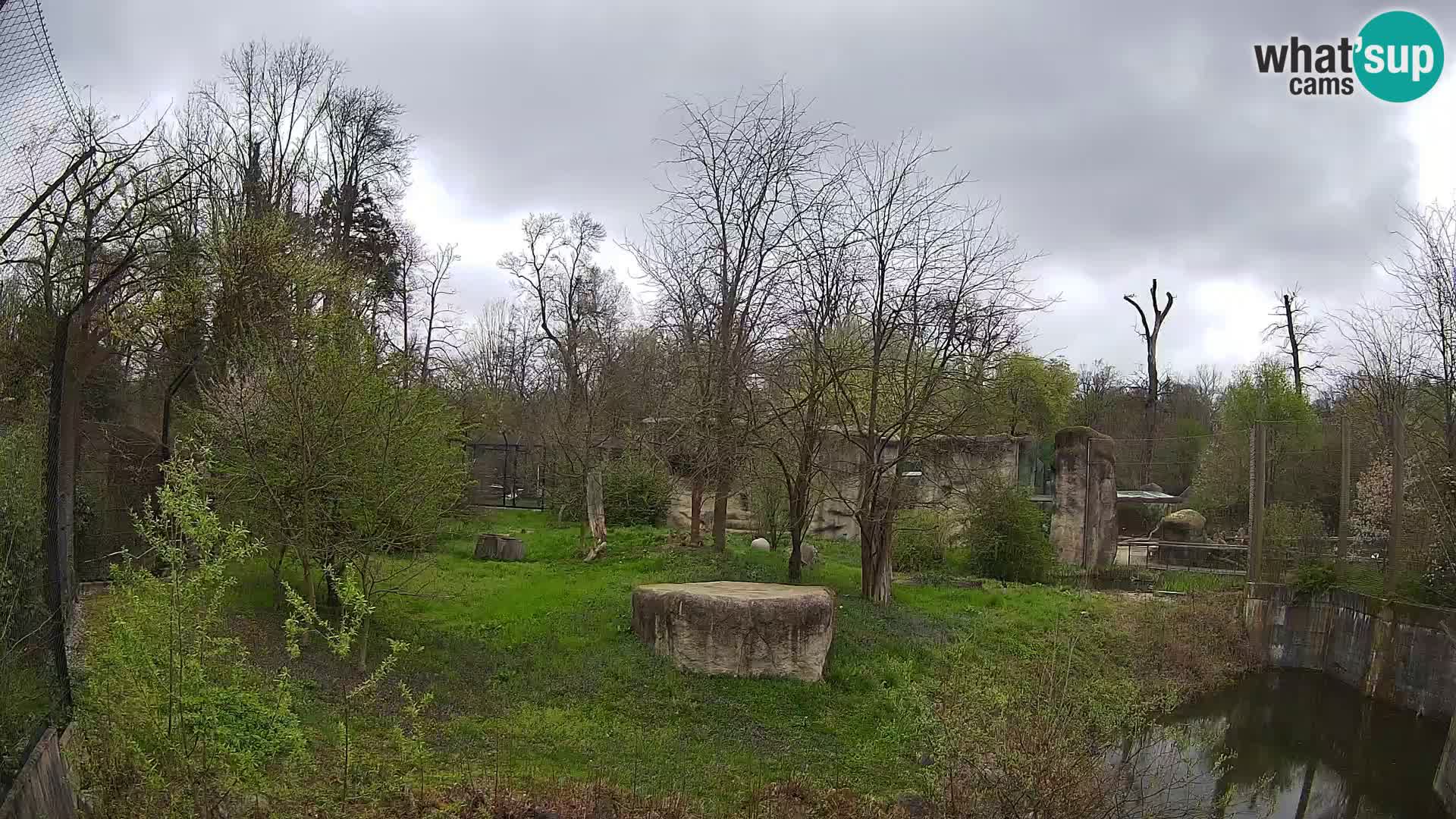 Zoo Zagreb – Lavovi