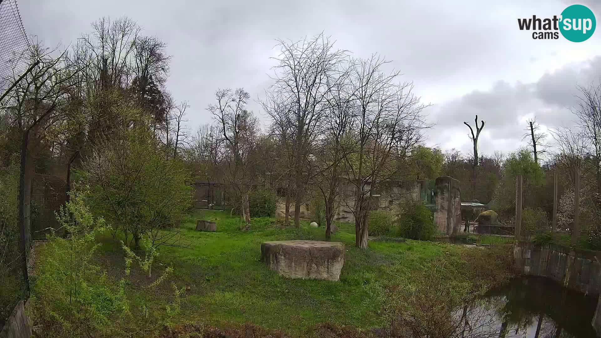 Zoo Zagreb – Lavovi