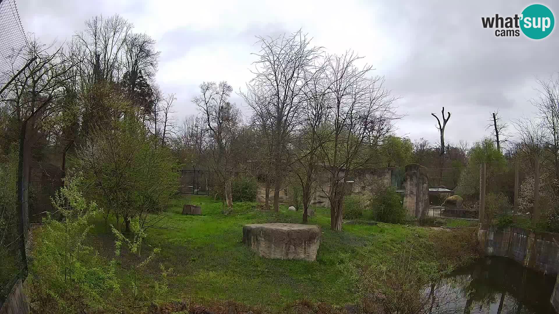 Zoo Zagreb – Lavovi