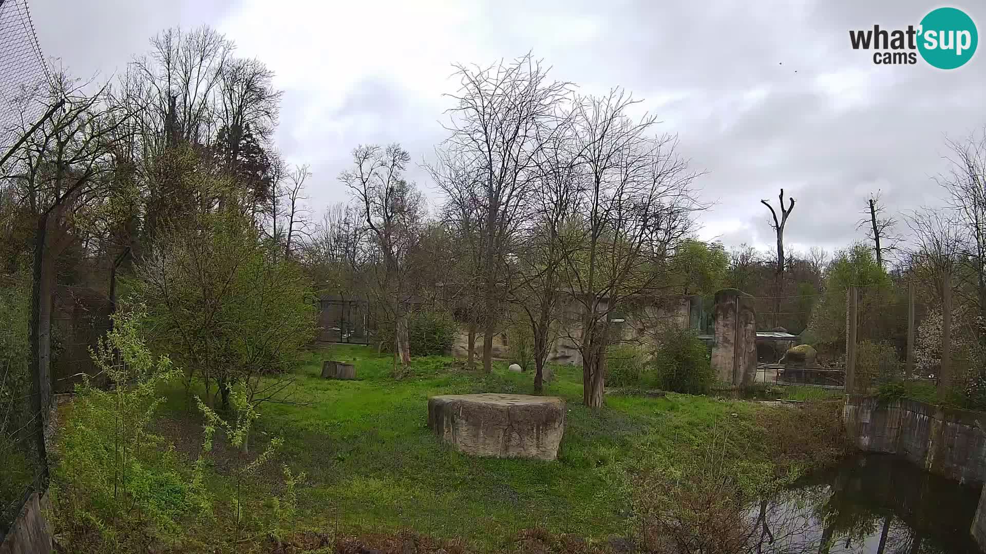 Zoo Zagreb – Lavovi