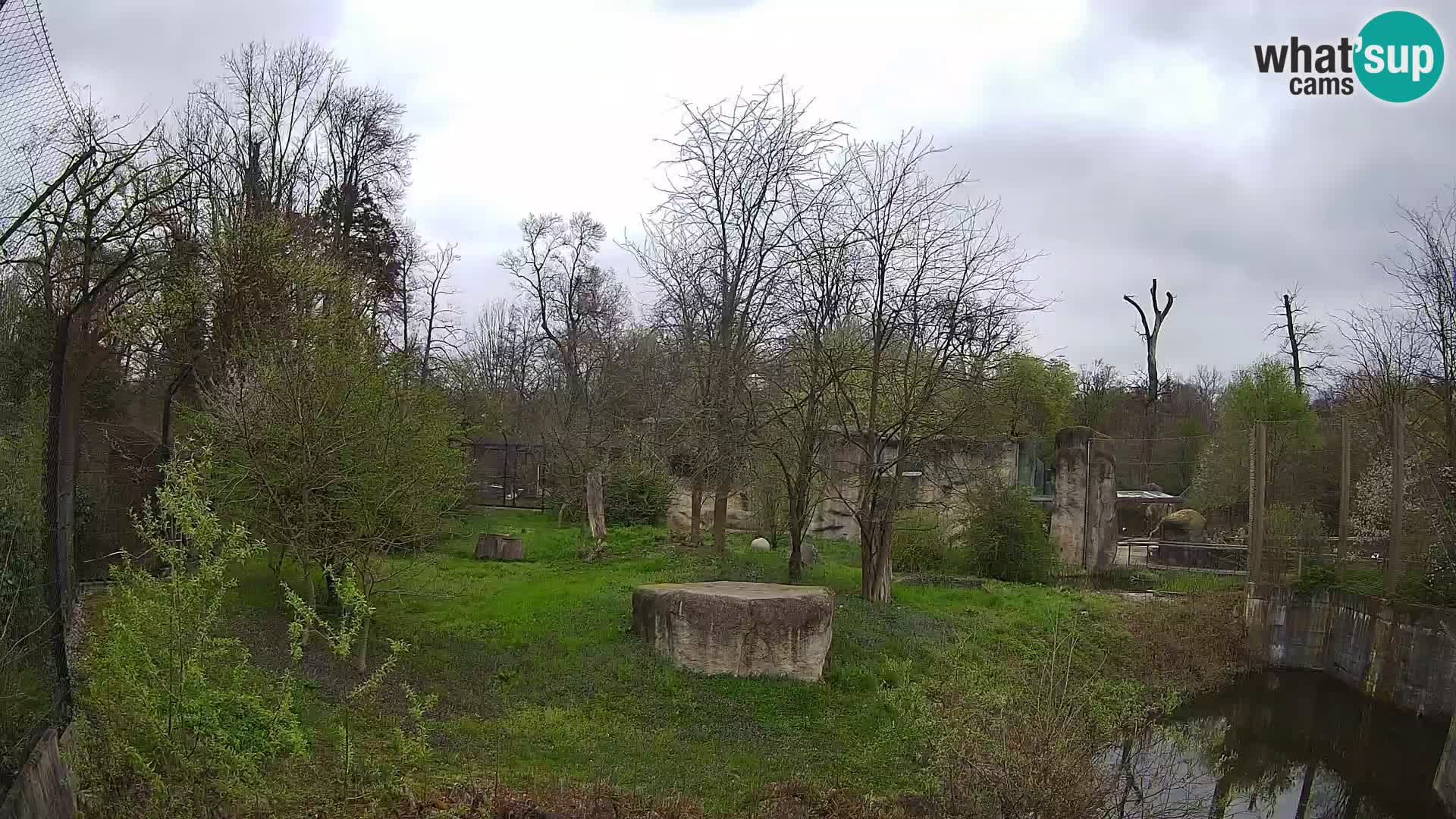 Zoo Zagreb – Lavovi