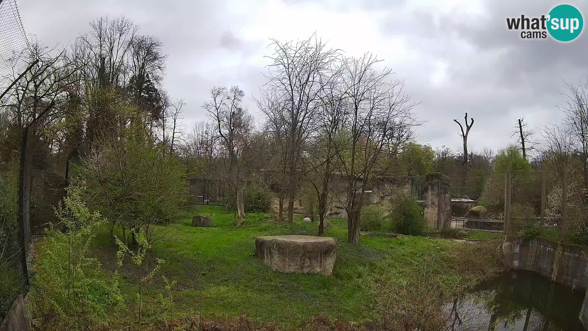 Zoo Zagreb – Lavovi