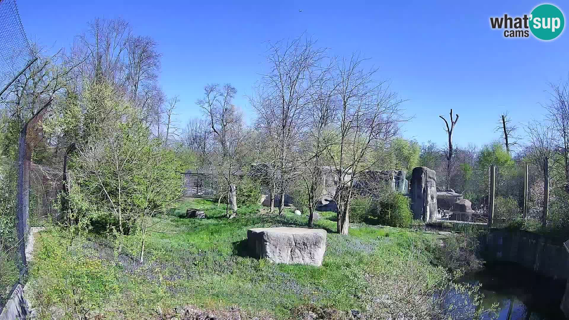 Zoo Zagreb – Lavovi