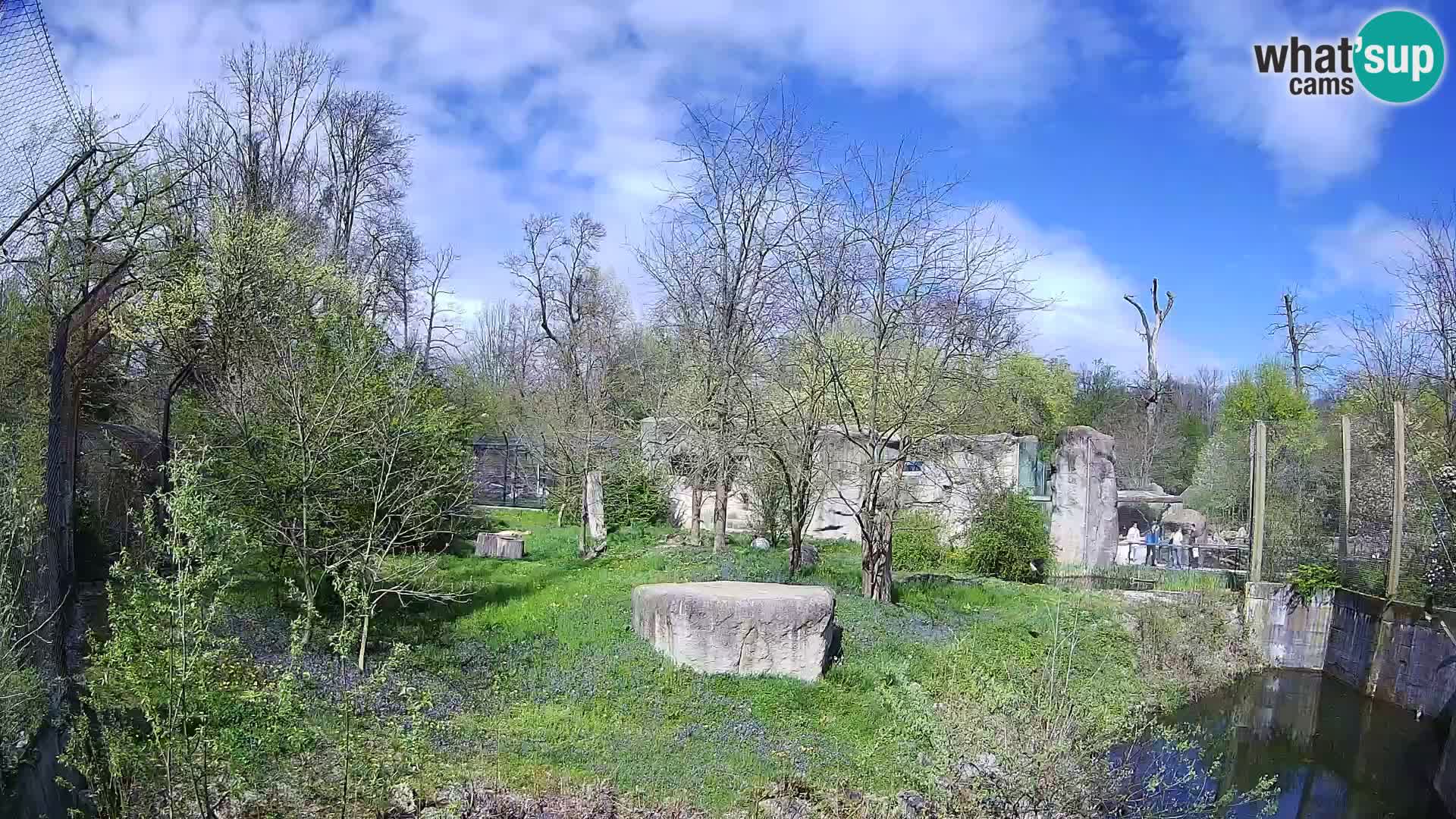 Zoo Zagreb – Löwen