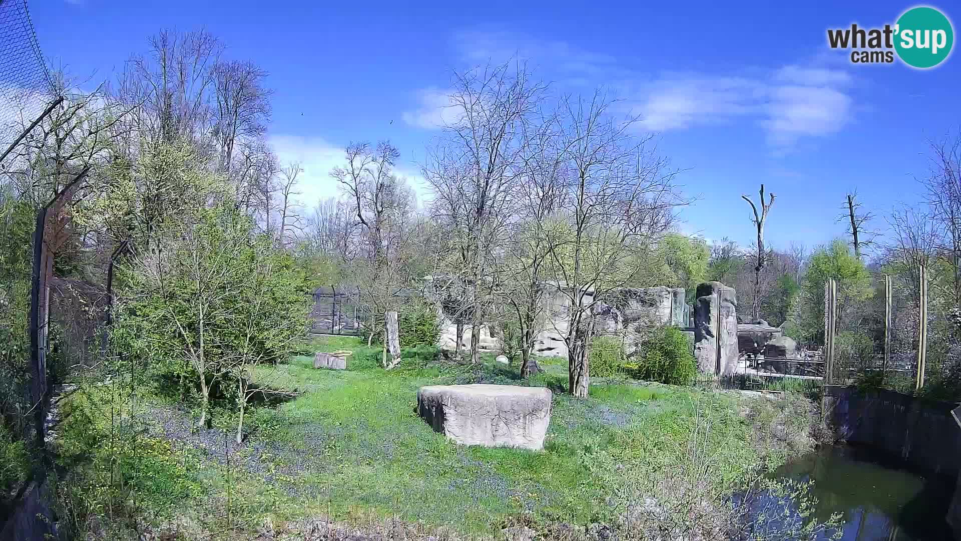 Zoo Zagreb – Löwen