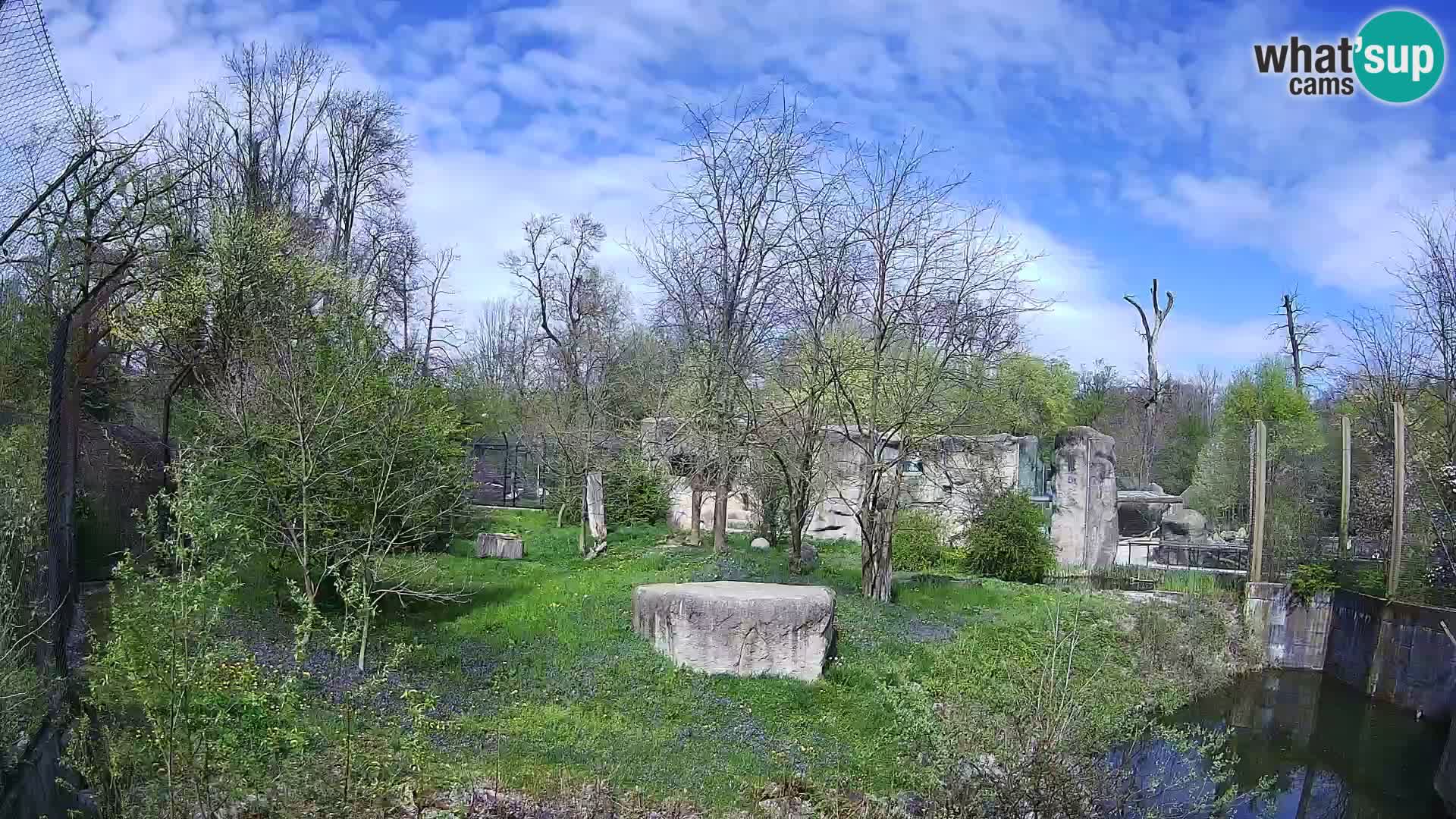 Zoo Zagreb – Lavovi