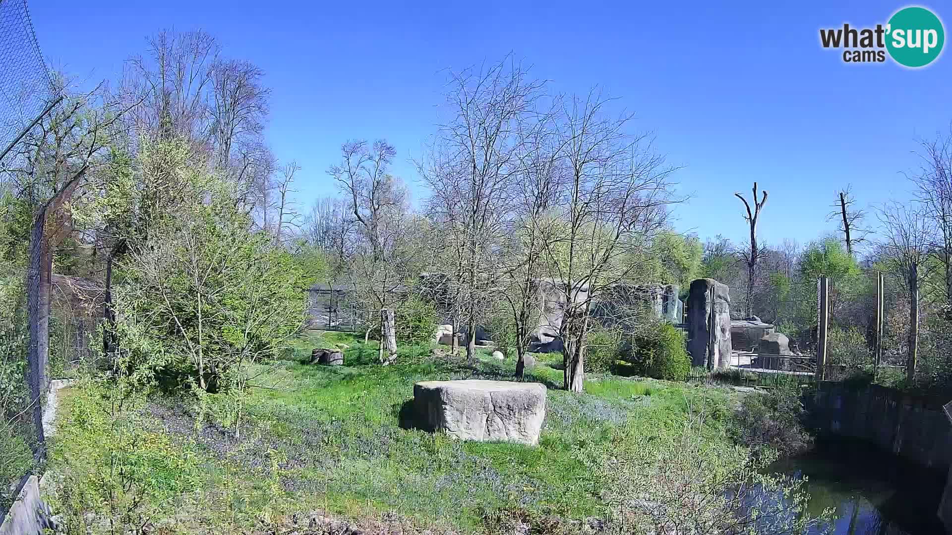 Zoo Zagreb – Leoni