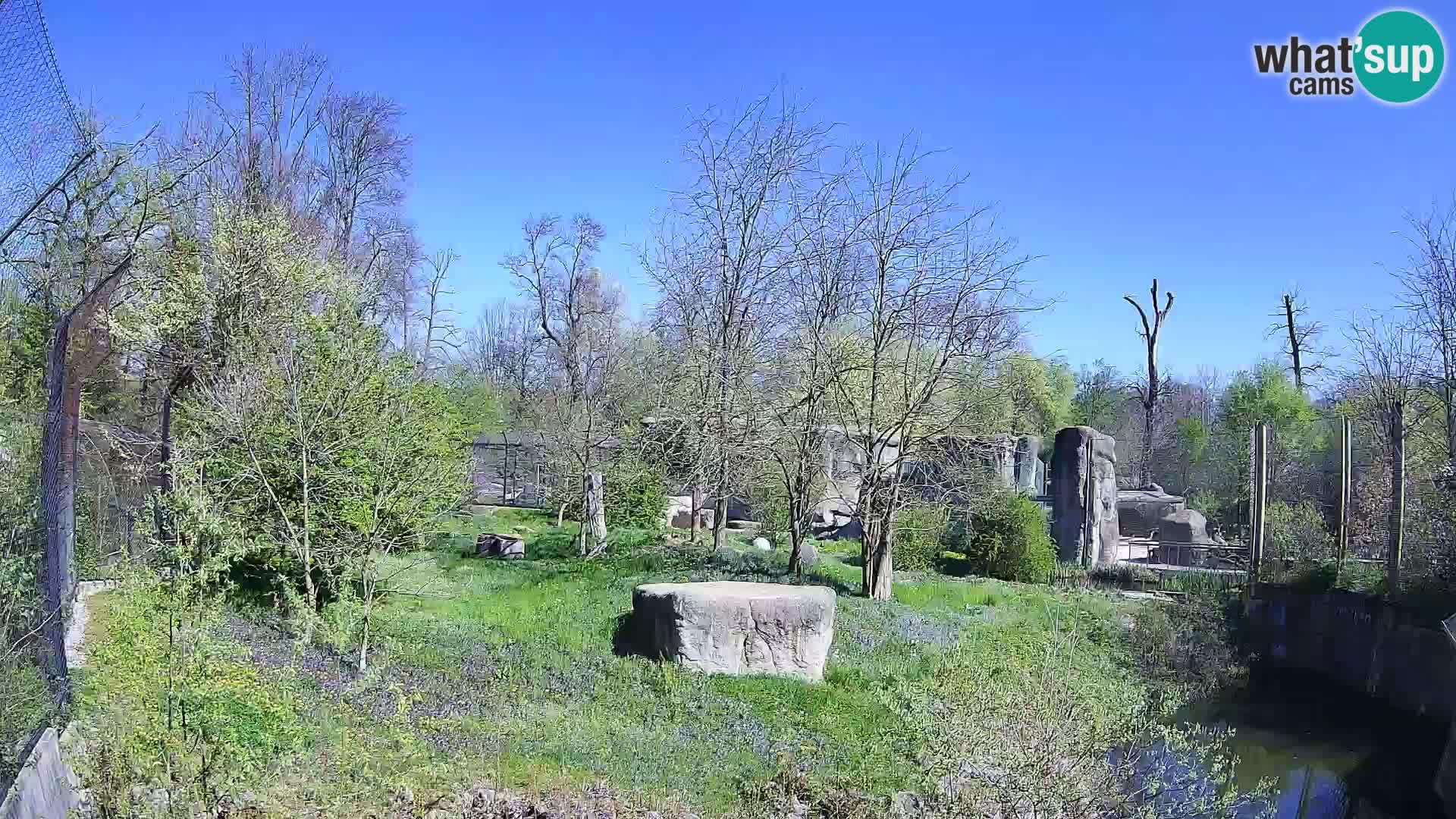 Zoo Zagreb – Lavovi