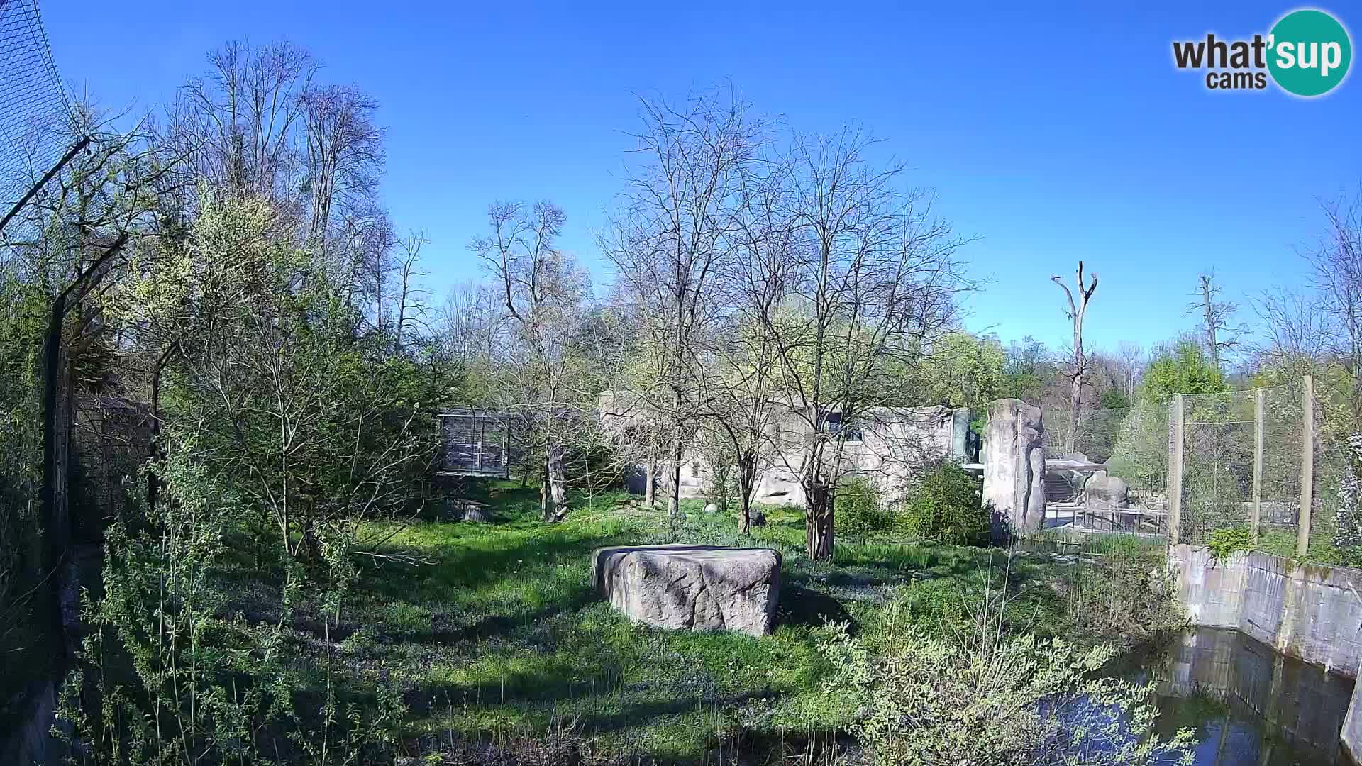 Zoo Zagreb – Leones