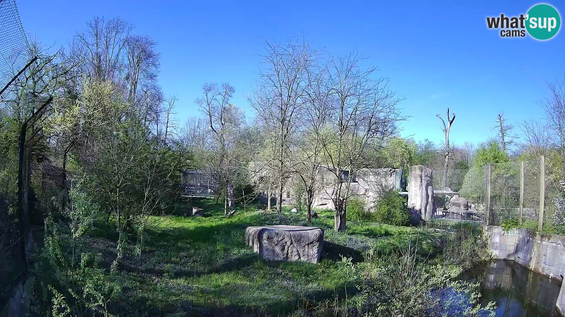 Zoo Zagreb – Lavovi