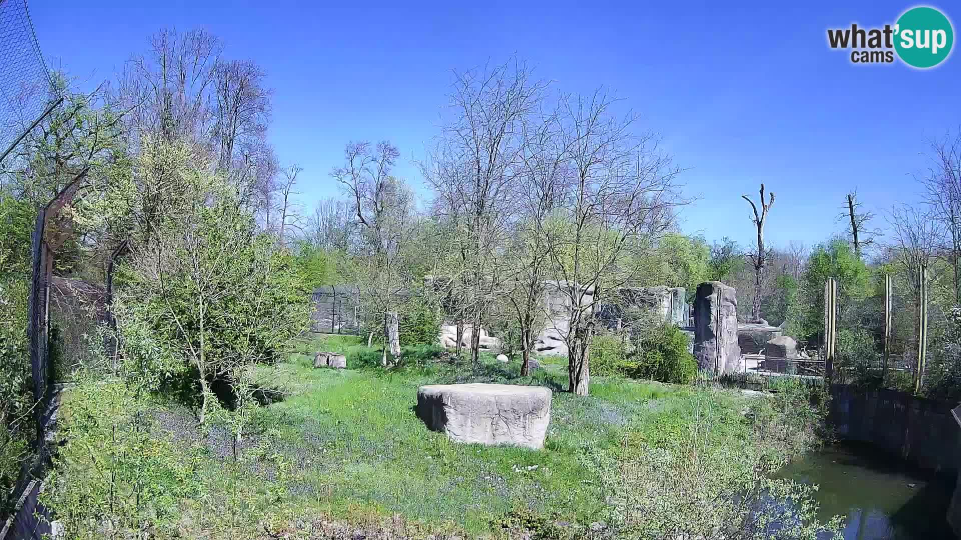 Zoo Zagreb – Leones