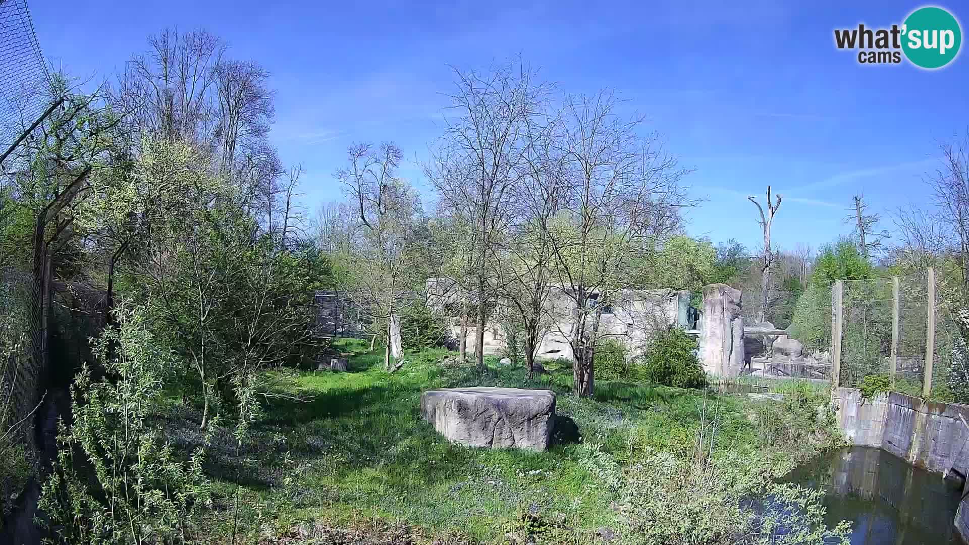 Zoo Zagreb – Leoni