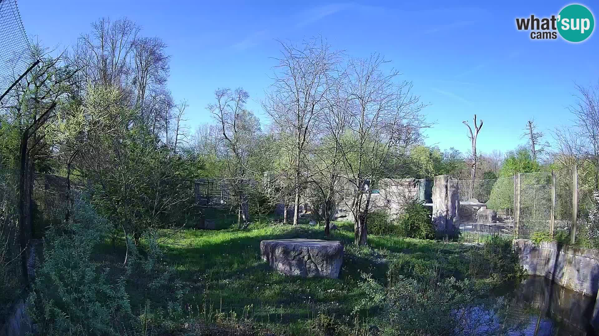 Zoo Zagreb – Leoni