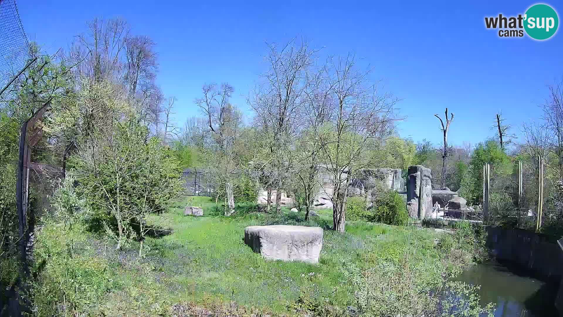 Zoo Zagreb – Leones