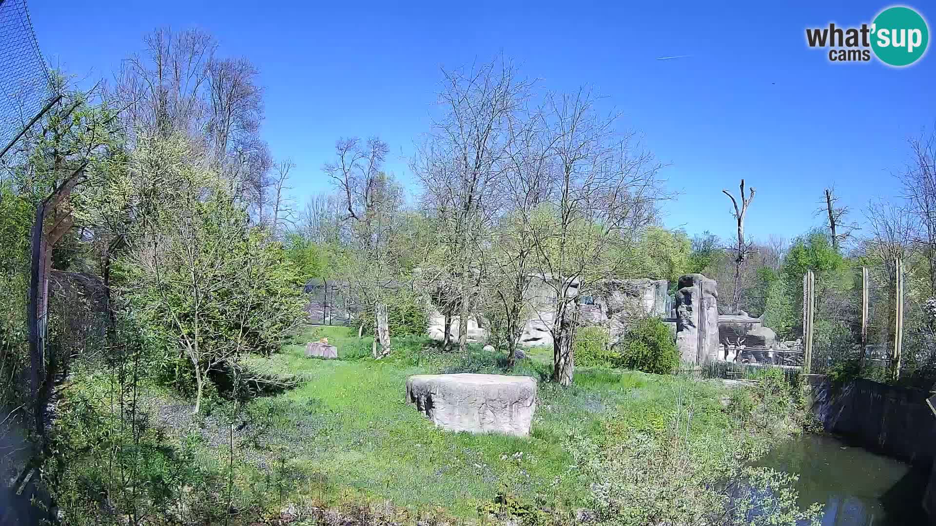 Spletna kamera Zoo Zagreb – Levi