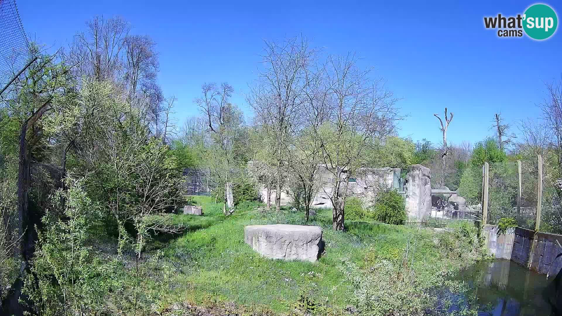 Spletna kamera Zoo Zagreb – Levi