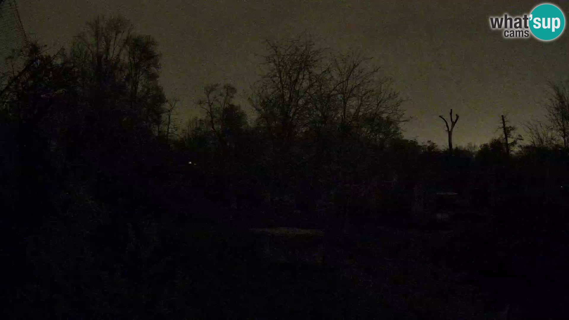 Spletna kamera Zoo Zagreb – Levi