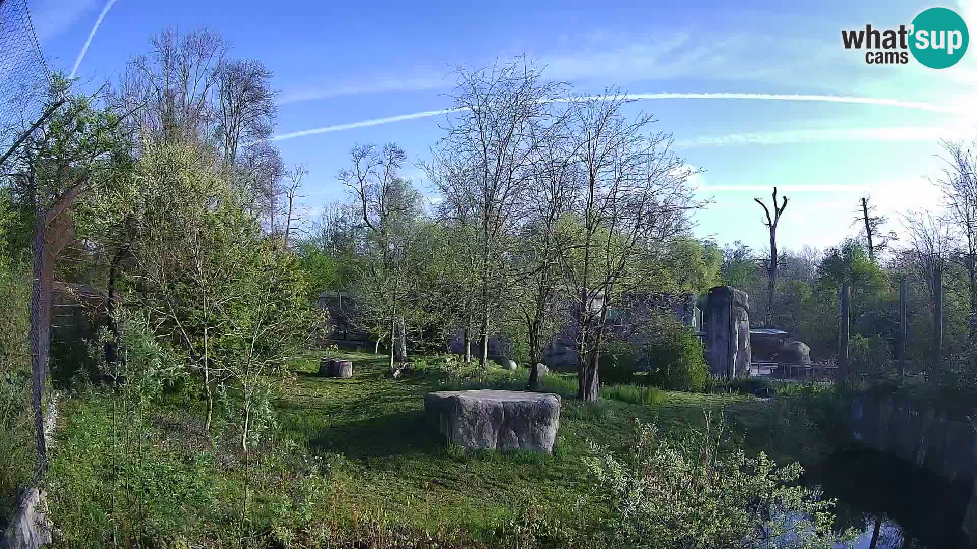 Zoo Zagreb – Leones