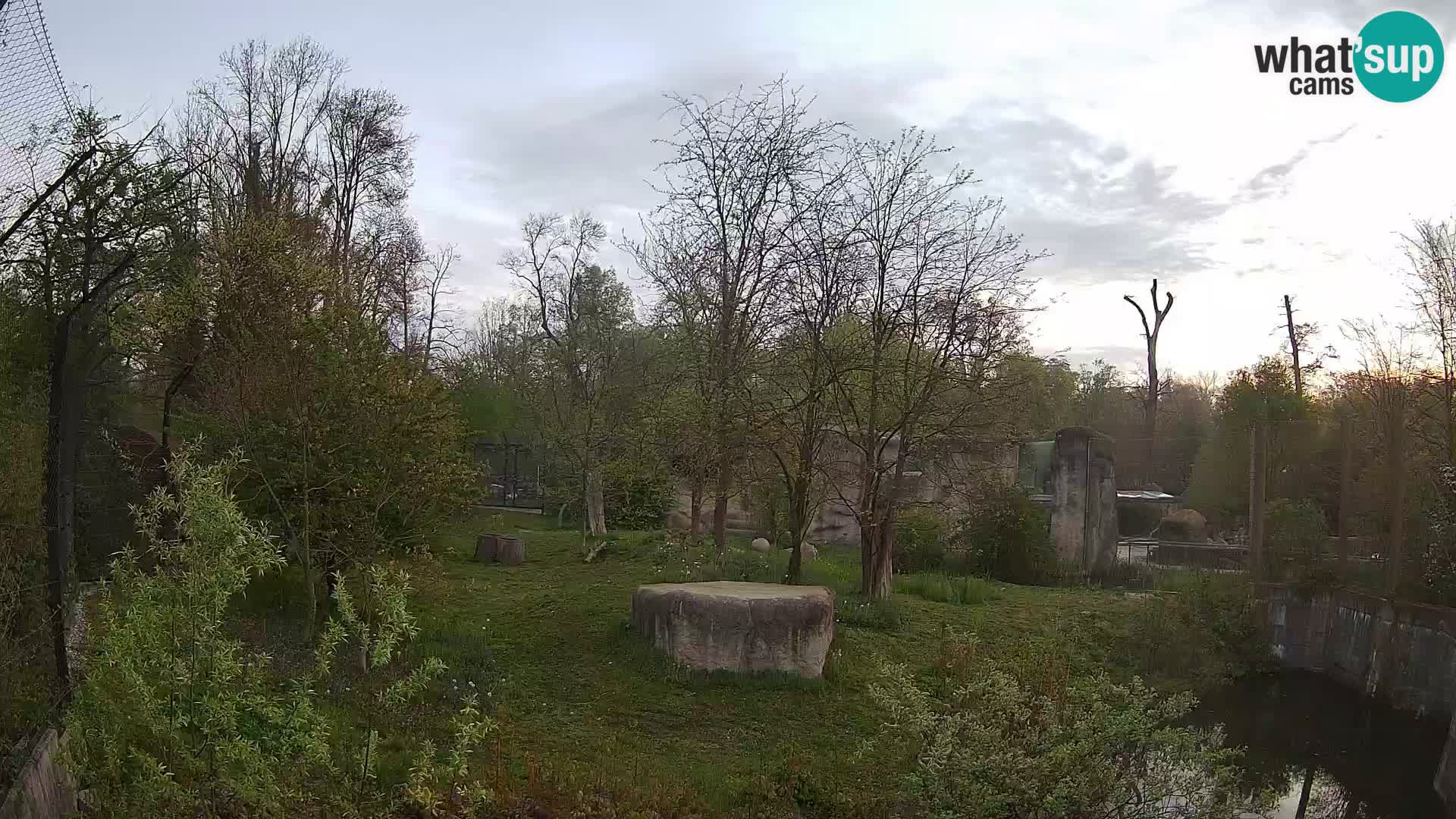 Zoo Zagreb – Lavovi