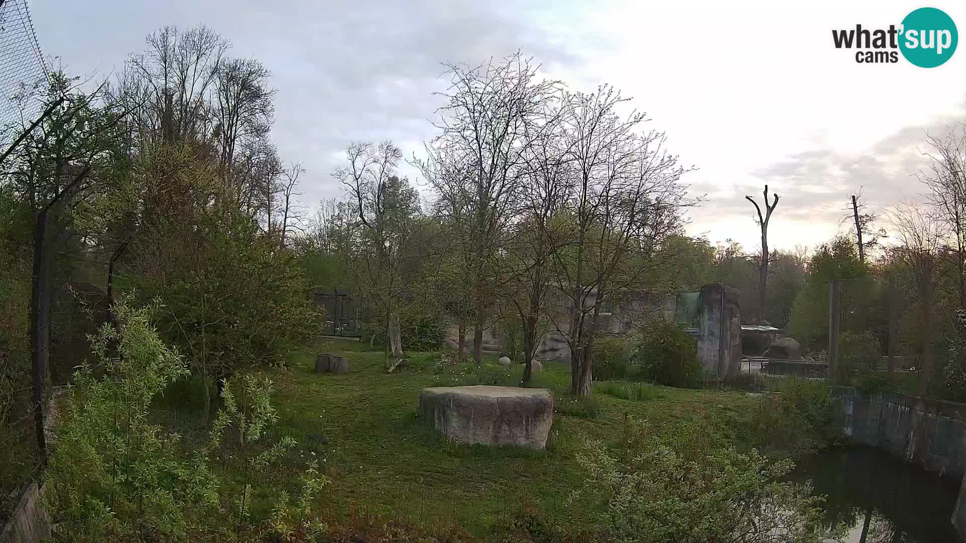 Zoo Zagreb – Lavovi