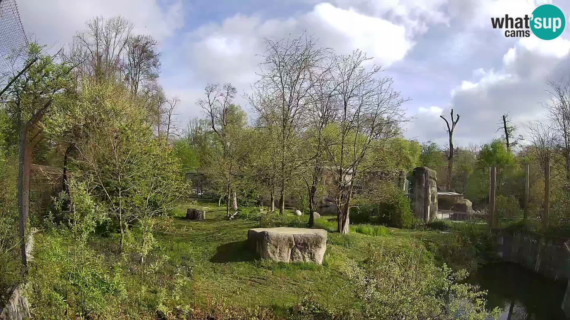 Spletna kamera Zoo Zagreb – Levi