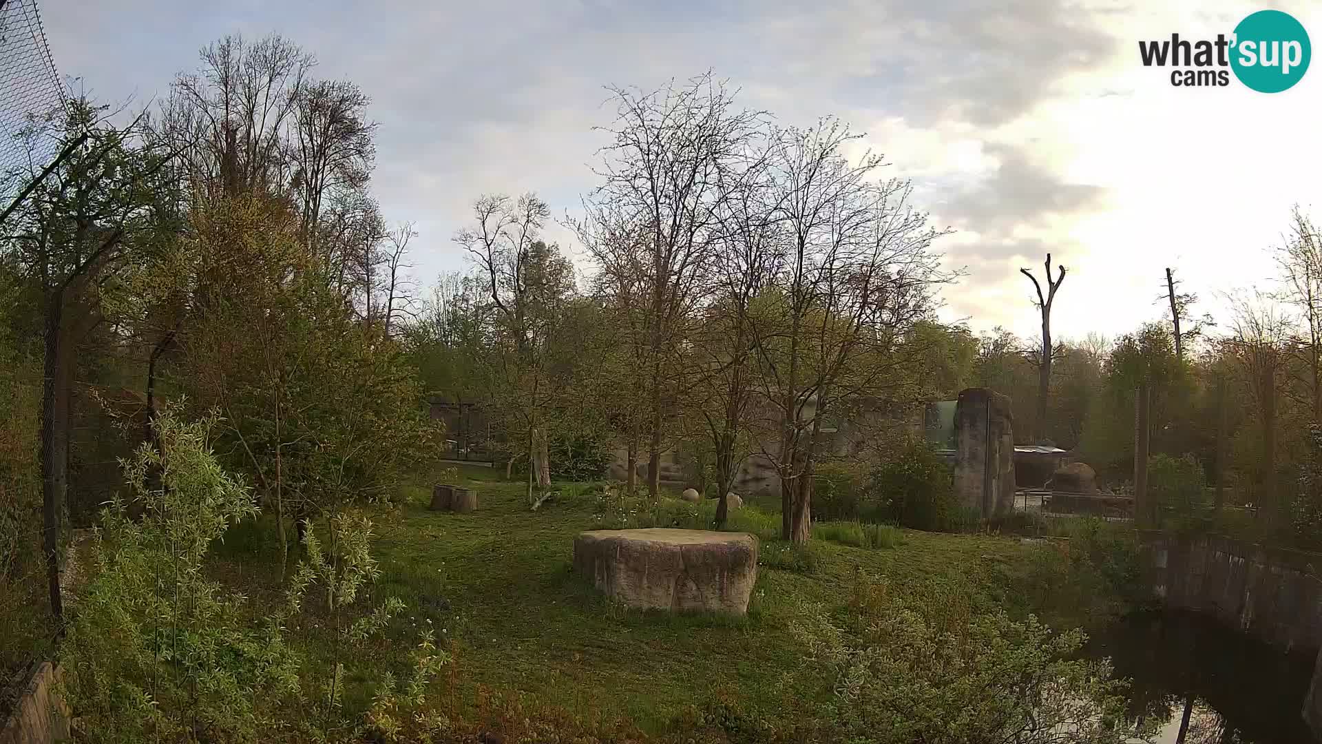 Zoo Zagreb – Lavovi