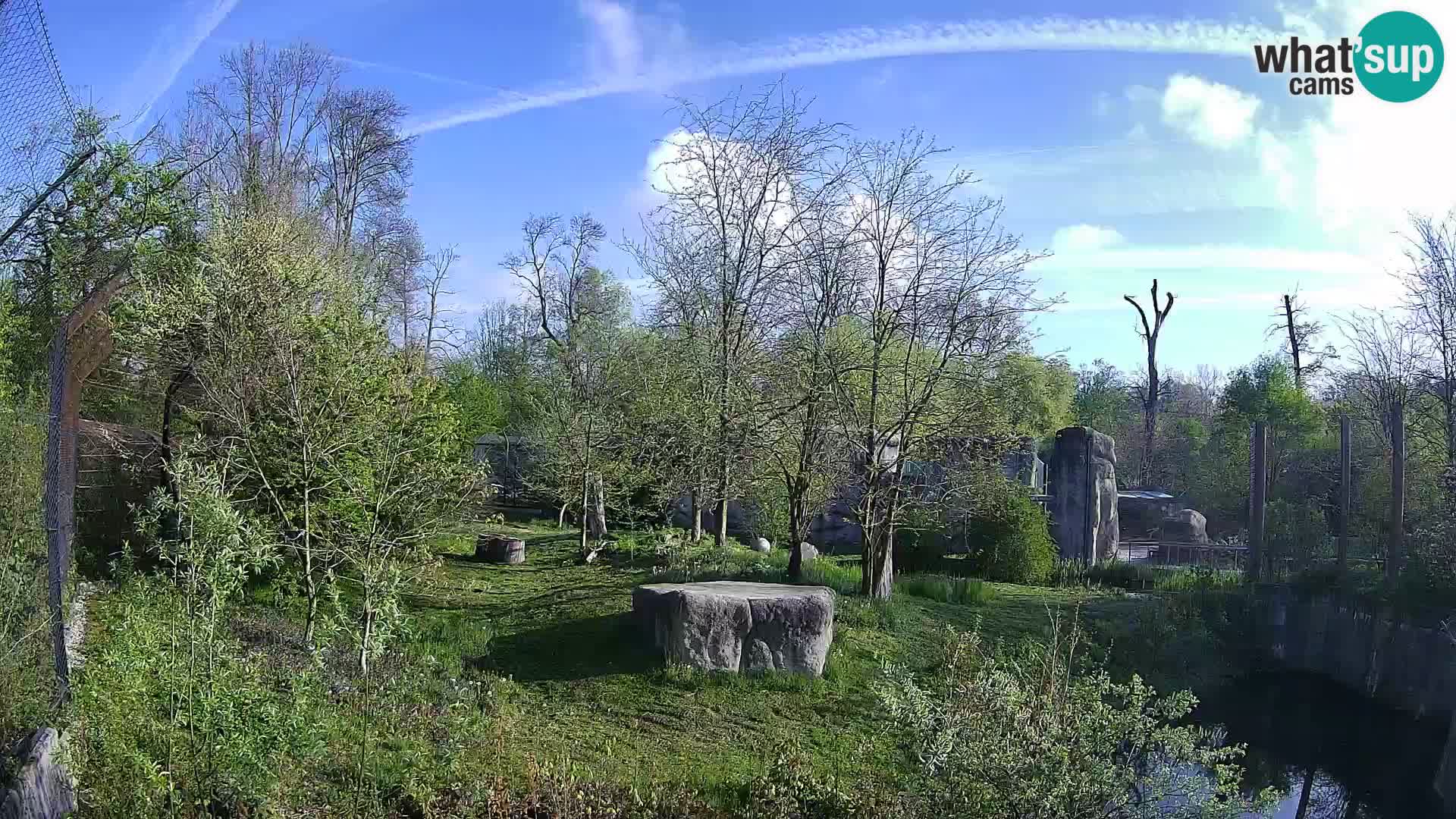 Spletna kamera Zoo Zagreb – Levi