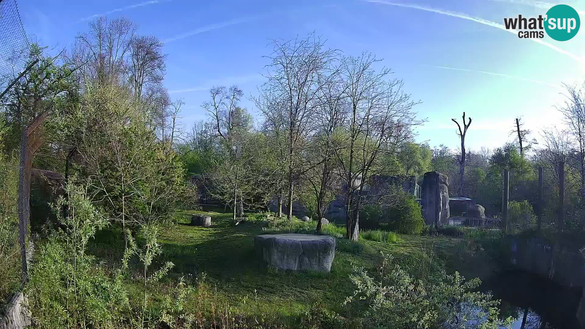 Zoo Zagreb – Lavovi