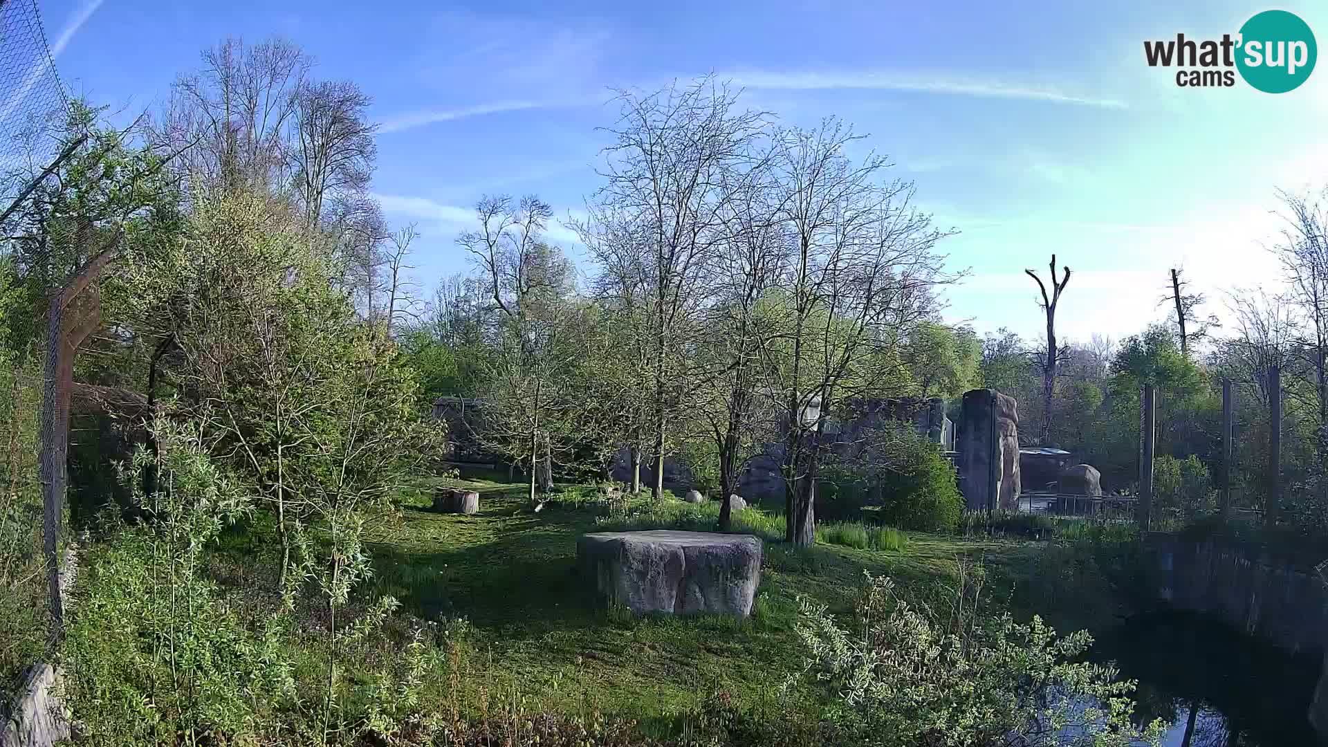 Spletna kamera Zoo Zagreb – Levi