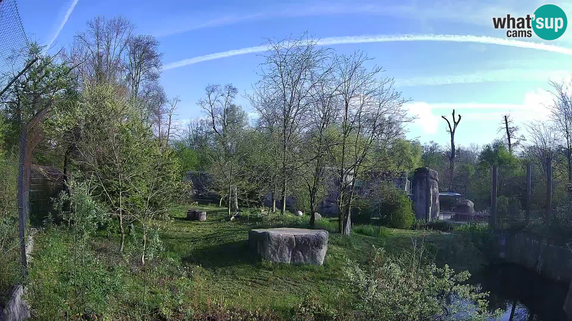 Zoo Zagreb – Lavovi