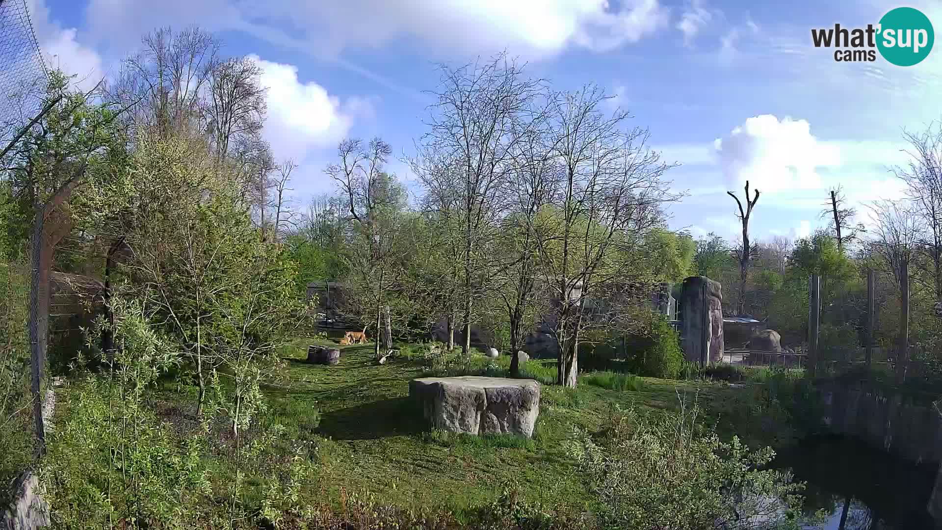 Zoo Zagreb – Leones