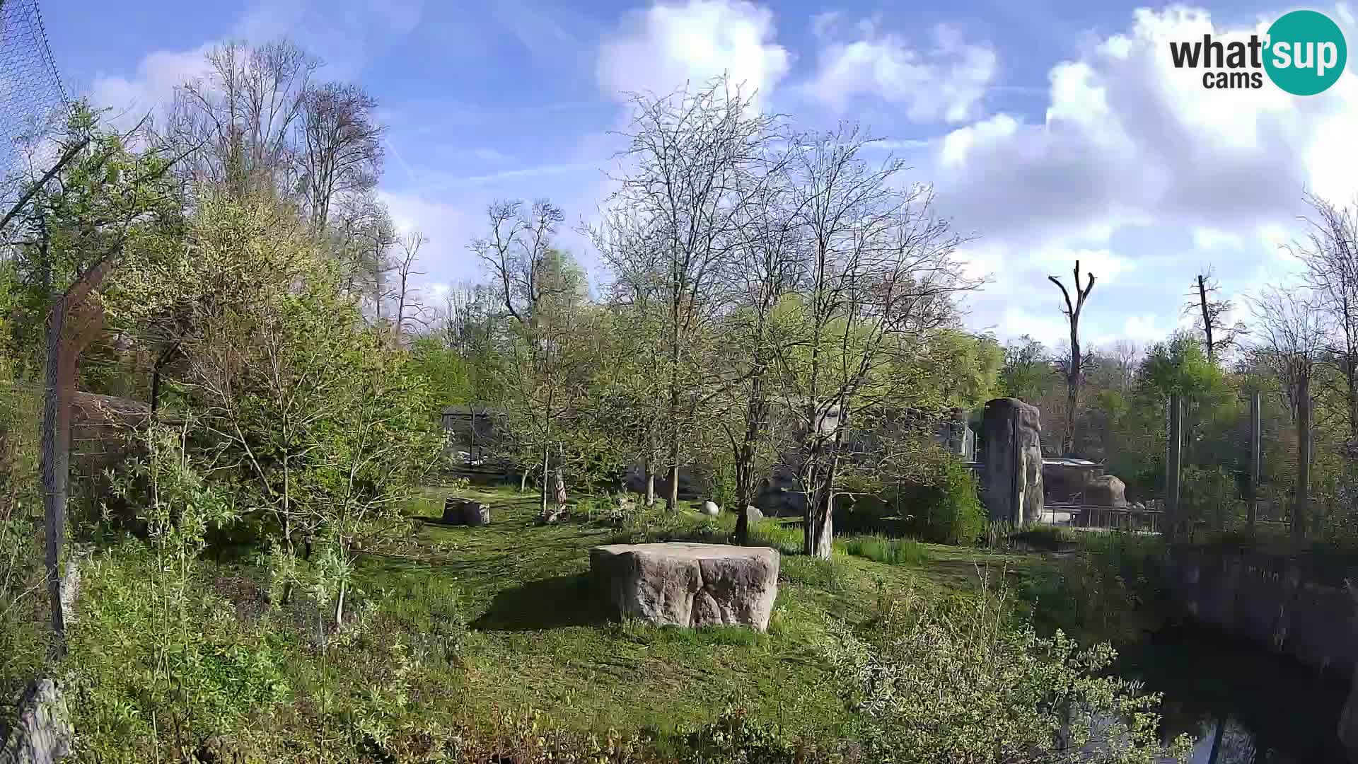 Spletna kamera Zoo Zagreb – Levi