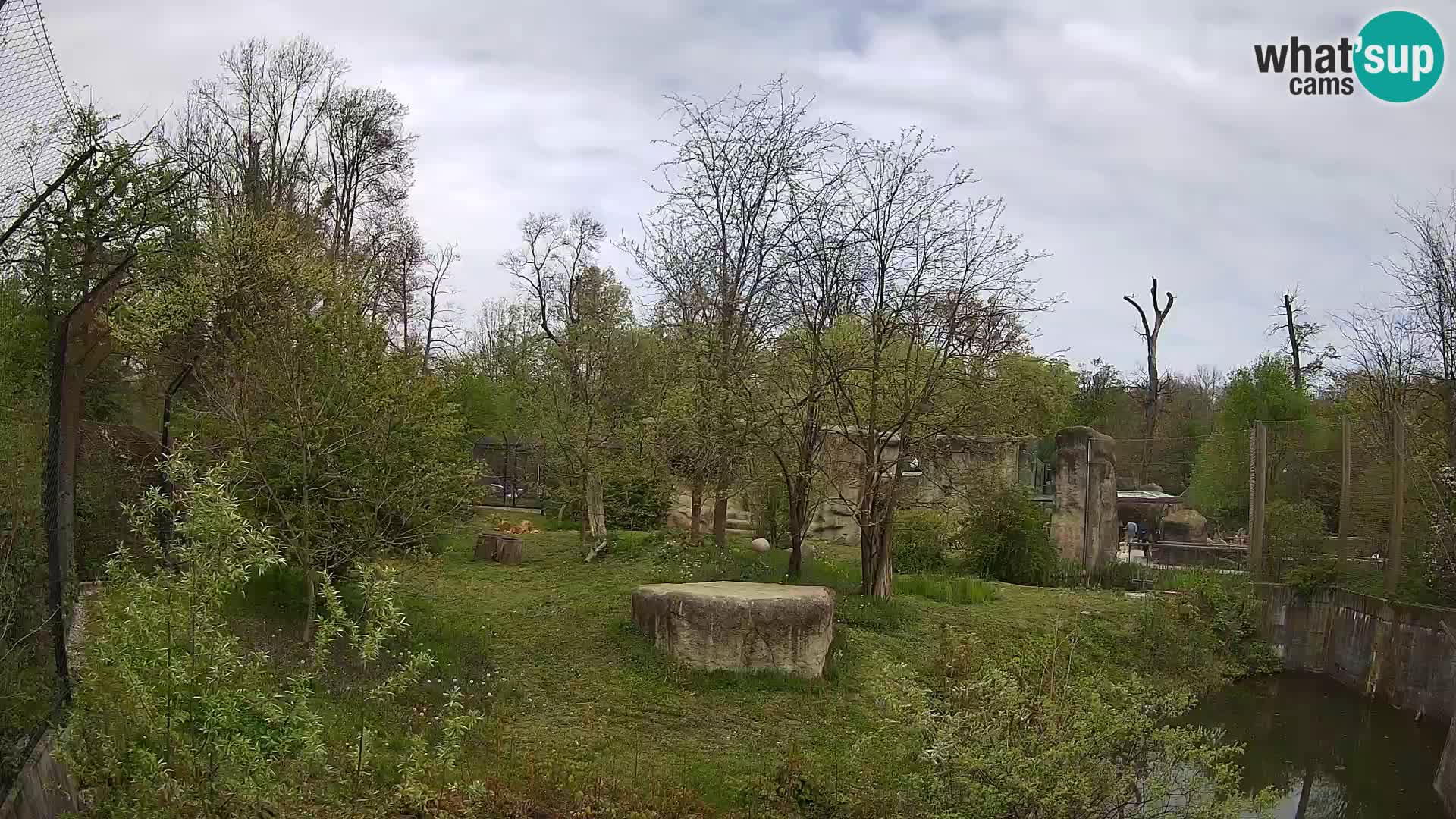 Spletna kamera Zoo Zagreb – Levi