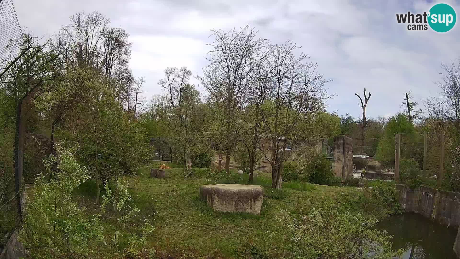 Spletna kamera Zoo Zagreb – Levi