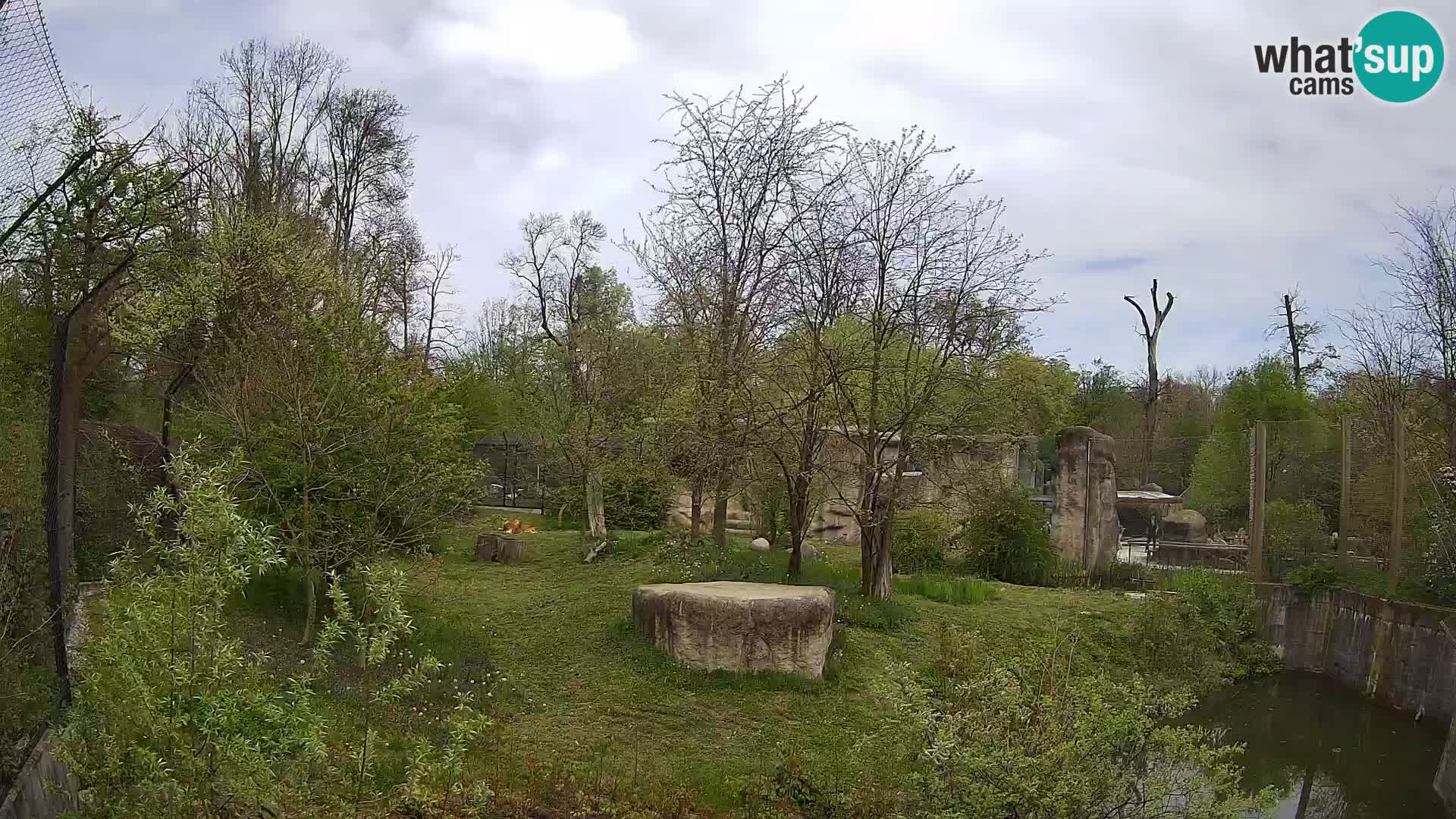 Spletna kamera Zoo Zagreb – Levi