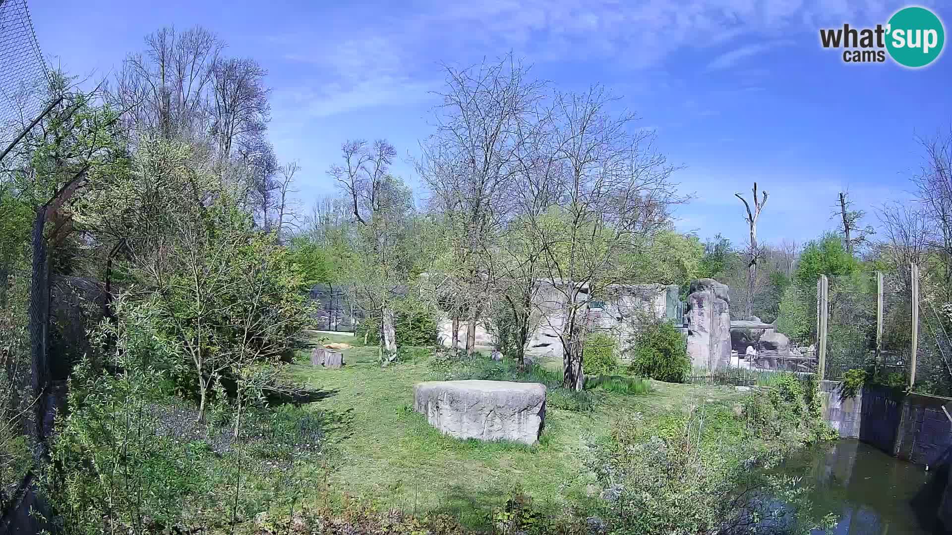 Zoo Zagreb – Leoni