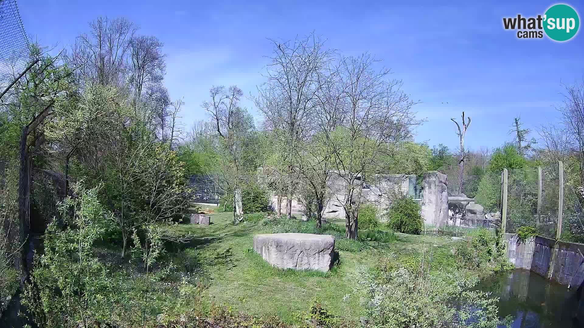 Zoo Zagreb – Leoni