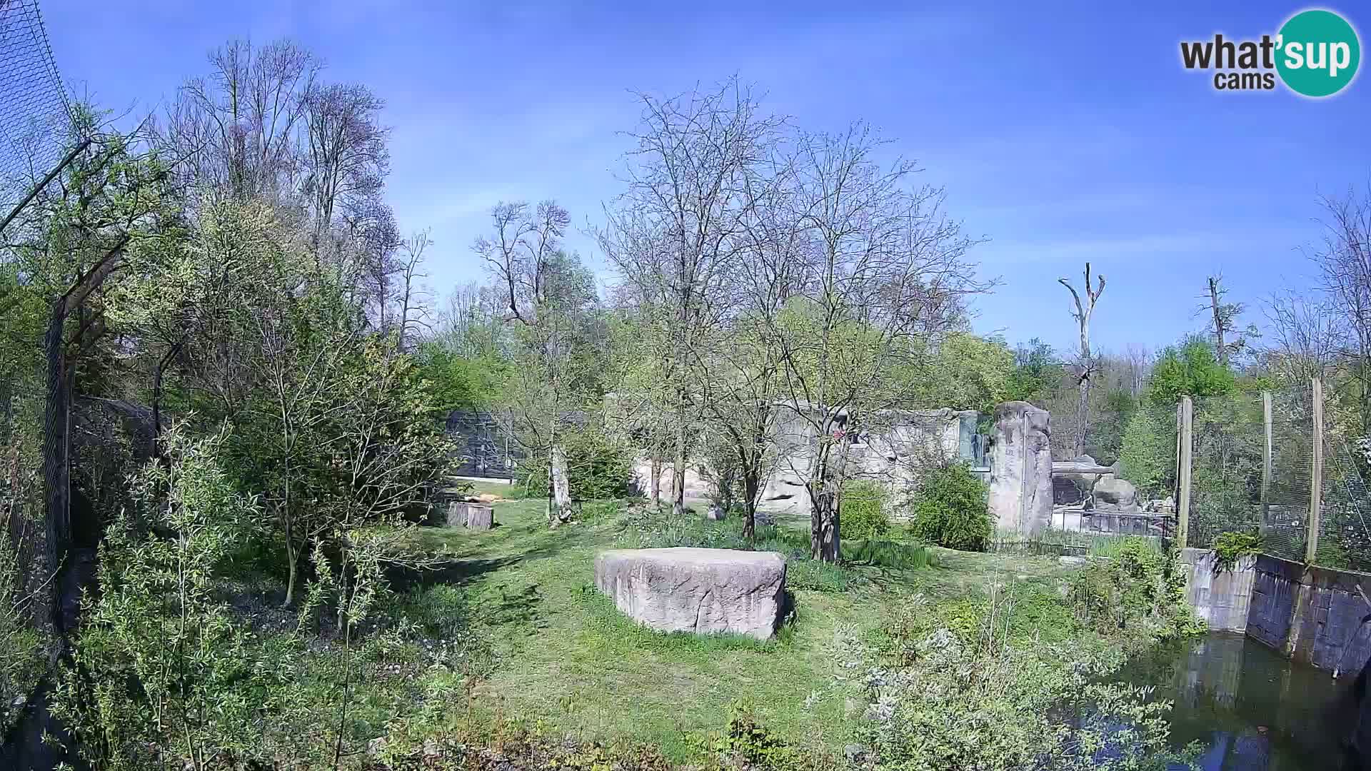 Zoo Zagreb – Löwen