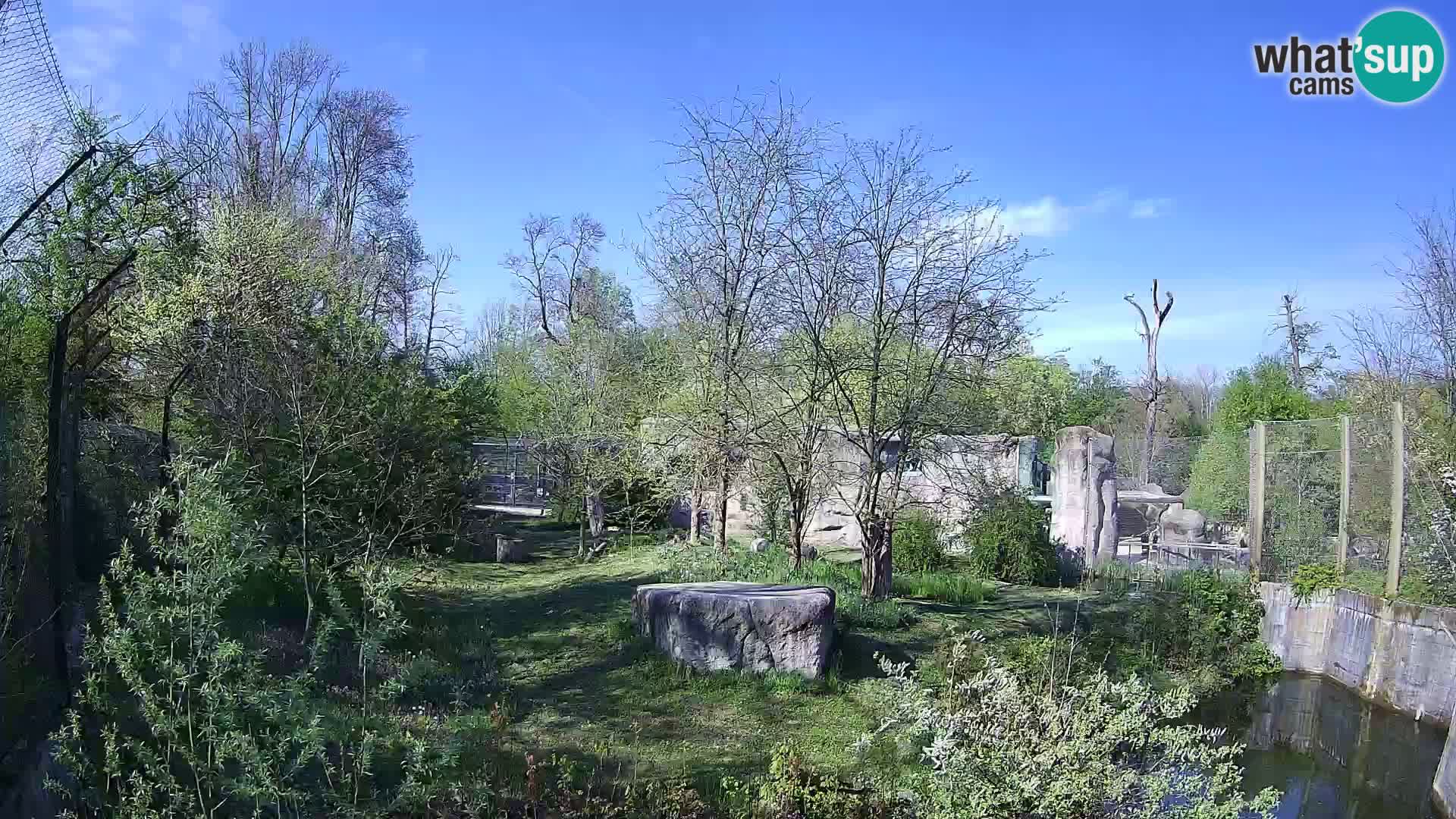 Zoo Zagreb – Lavovi