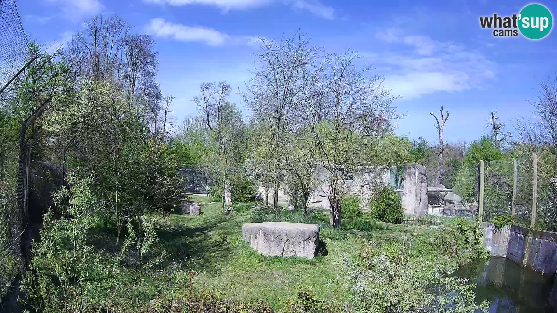Zoo Zagreb – Löwen