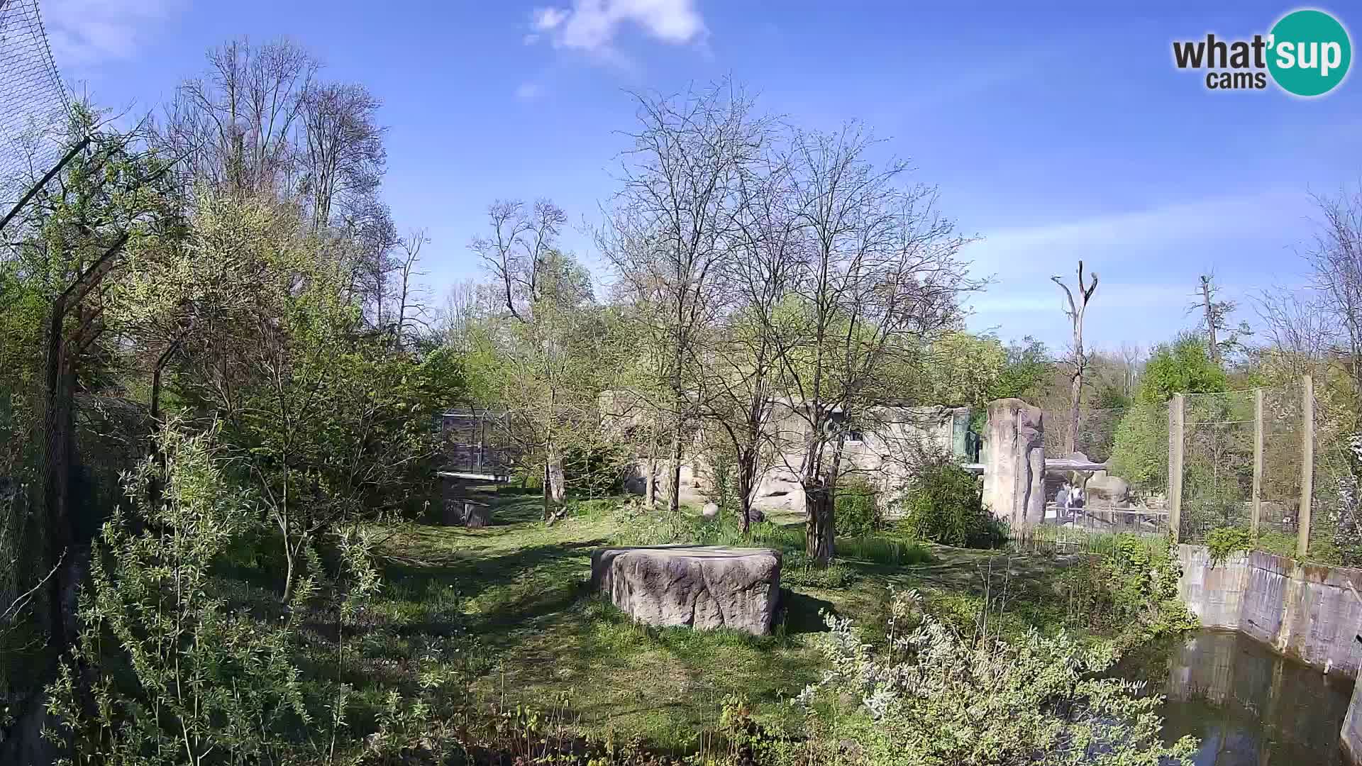 Zoo Zagreb – Leoni