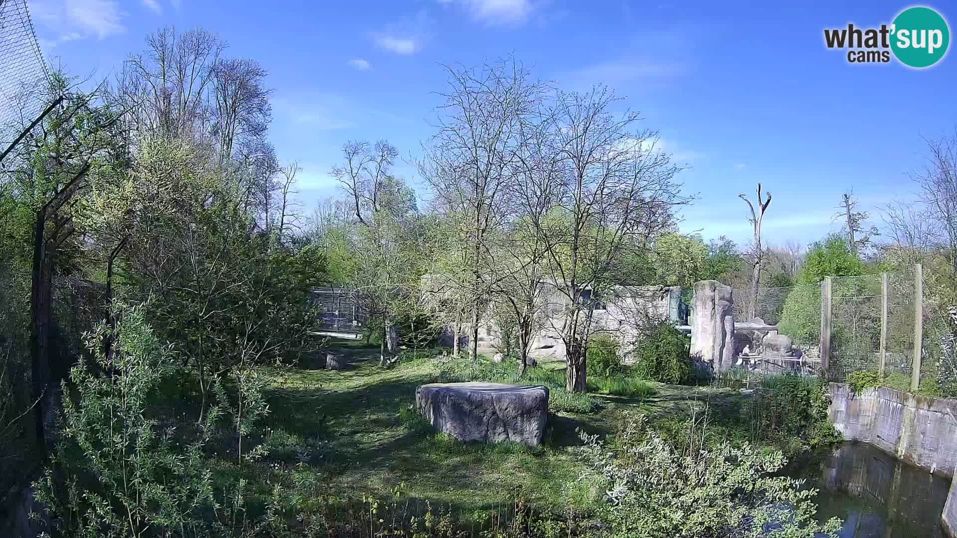 Zoo Zagreb – Leones