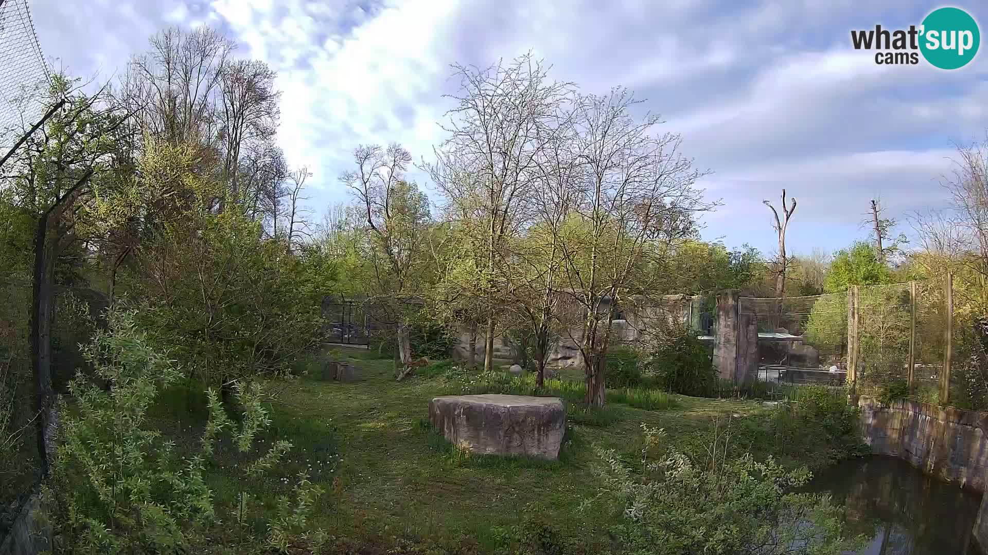 Zoo Zagreb – Lavovi